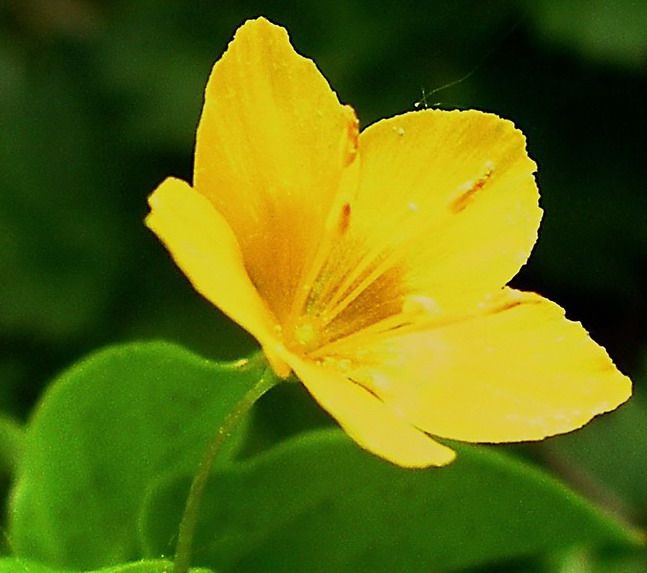 Lysimachia sp.